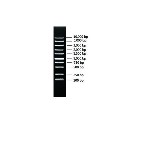 CWbio™, Super DNA Marker, 100 rxns