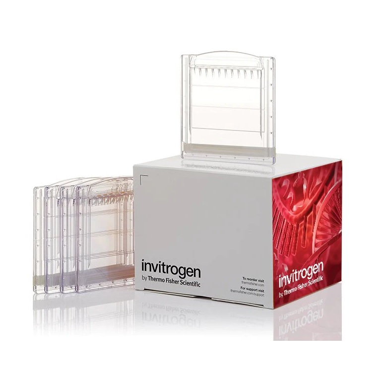 Invitrogen™ Novex™ WedgeWell™ 10% to 20%, Tris-Glycine, 1.0 mm, Mini Protein Gel, 12-well, 10 Gels/ Box
