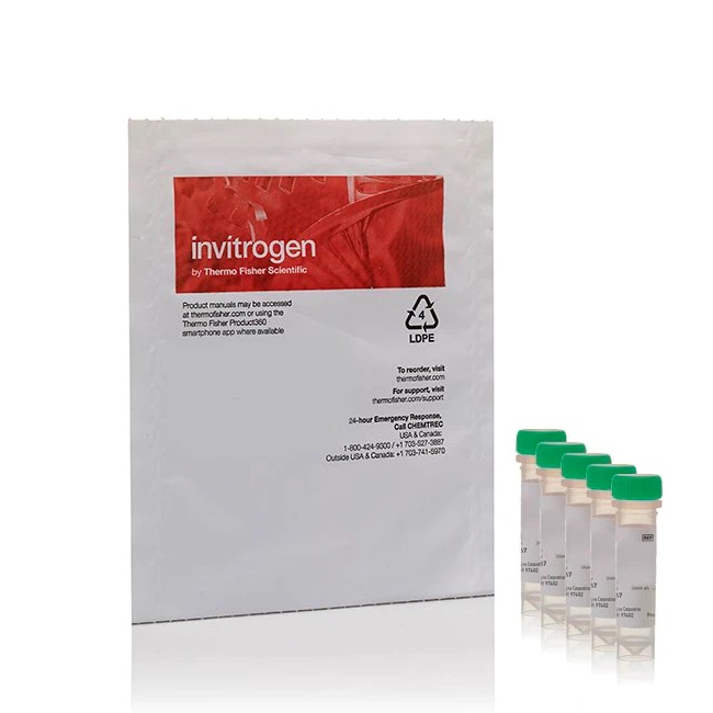 Invitrogen™ CellROX™ Green Reagent, for oxidative stress detection