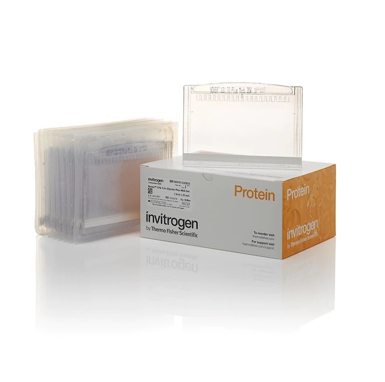 Invitrogen™ Novex™ 4% to 20% Tris-Glycine Plus, 1.0 mm, Midi Protein Gels, 12+2-well, 10 Gels/ Box