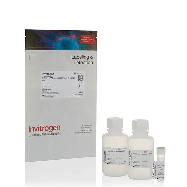 Invitrogen™ CellEvent™ Senescence Green Detection Kit, 100 µL
