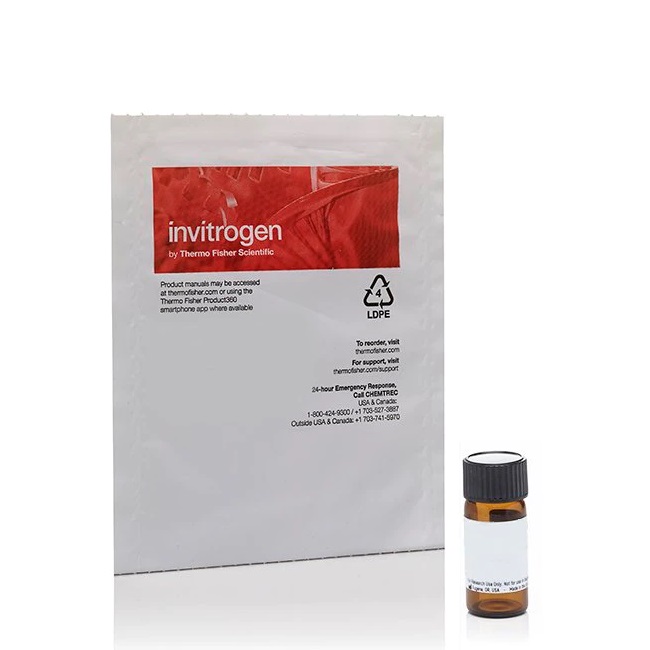 Invitrogen™ Dextran, Tetramethylrhodamine, 10,000 MW, Lysine Fixable (fluoro-Ruby)