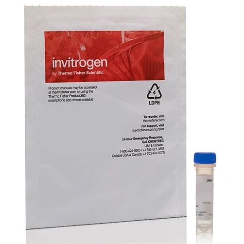 Invitrogen IL-2 Monoclonal Antibody (JES6-5H4), Unconjugated, 50 µg, eBioscience™