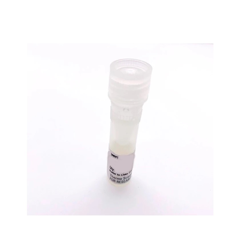 Thermo Scientific™ pCMV-Red Firefly Luc Vector for Luciferase Assays