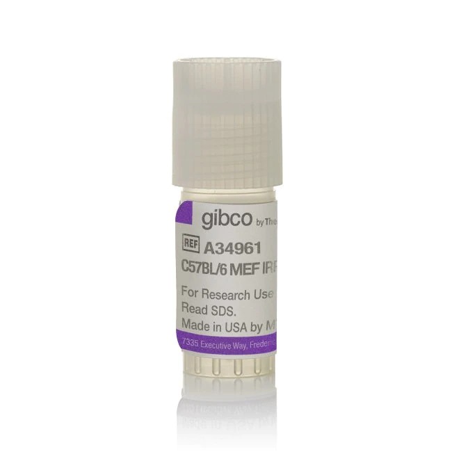 Gibco™ C57BL/6 Mouse Embryonic Fibroblasts, irradiated, 2 x 10^6 cells