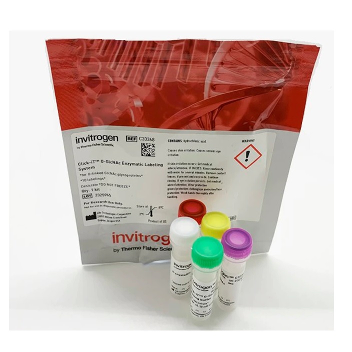 Invitrogen™ Click-IT™ O-GlcNAc Enzymatic Labeling System