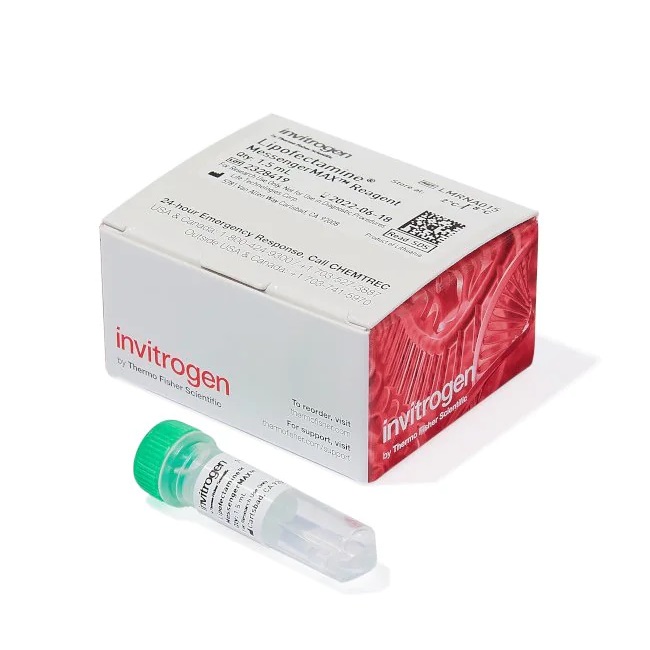 Invitrogen™ Lipofectamine™ MessengerMAX™ Transfection Reagent, 1.5 mL