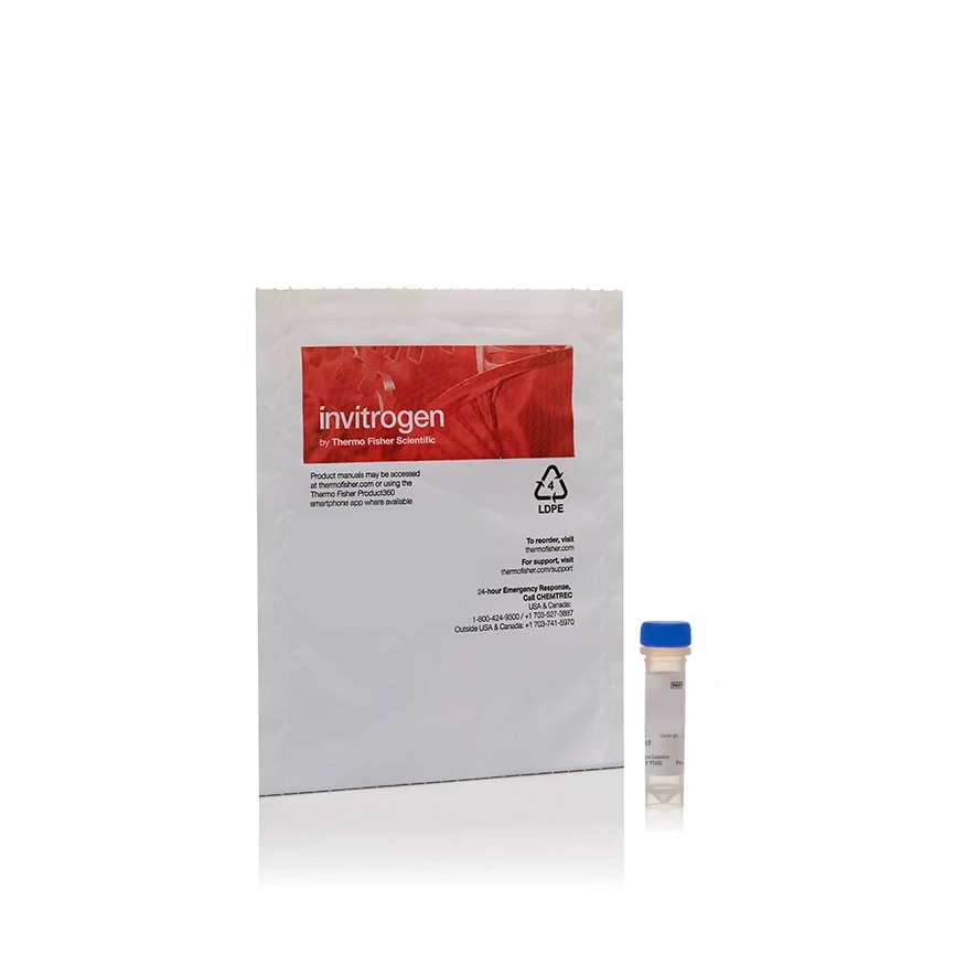 Invitrogen™ Streptavidin, R-Phycoerythrin Conjugate (SAPE) - premium grade - 1 mg/mL