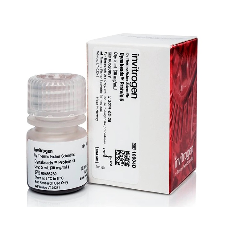 Invitrogen™ Dynabeads™ Protein G for Immunoprecipitation, 5 mL