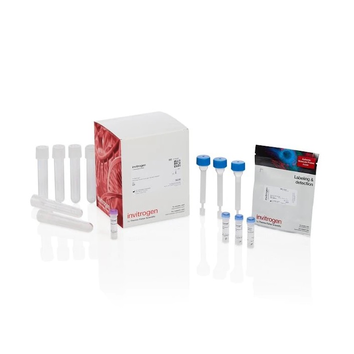 Invitrogen™ Texas Red™-X Protein Labeling Kit