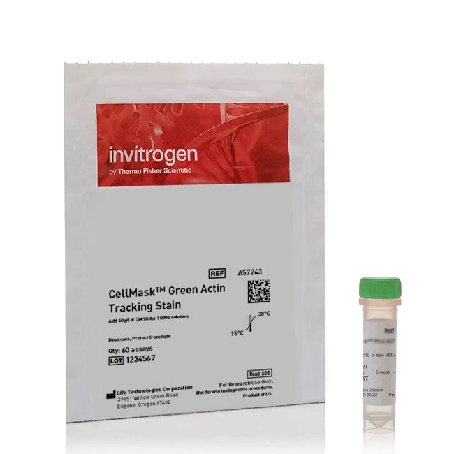 Invitrogen™ CellMask™ Green Actin Tracking Stain, 1 x 60 assays