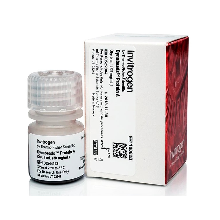 Invitrogen™ Dynabeads™ Protein A for Immunoprecipitation, 5 mL