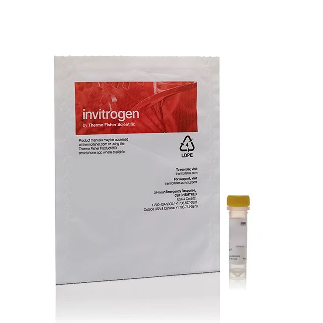 Invitrogen™ Vybrant™ DiO Cell-Labeling Solution