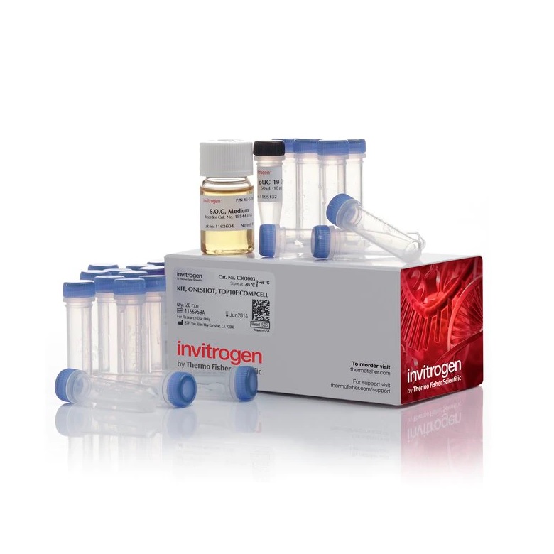 Invitrogen™ One Shot™ TOP10F´ Chemically Competent E. coli, 21 Tubes