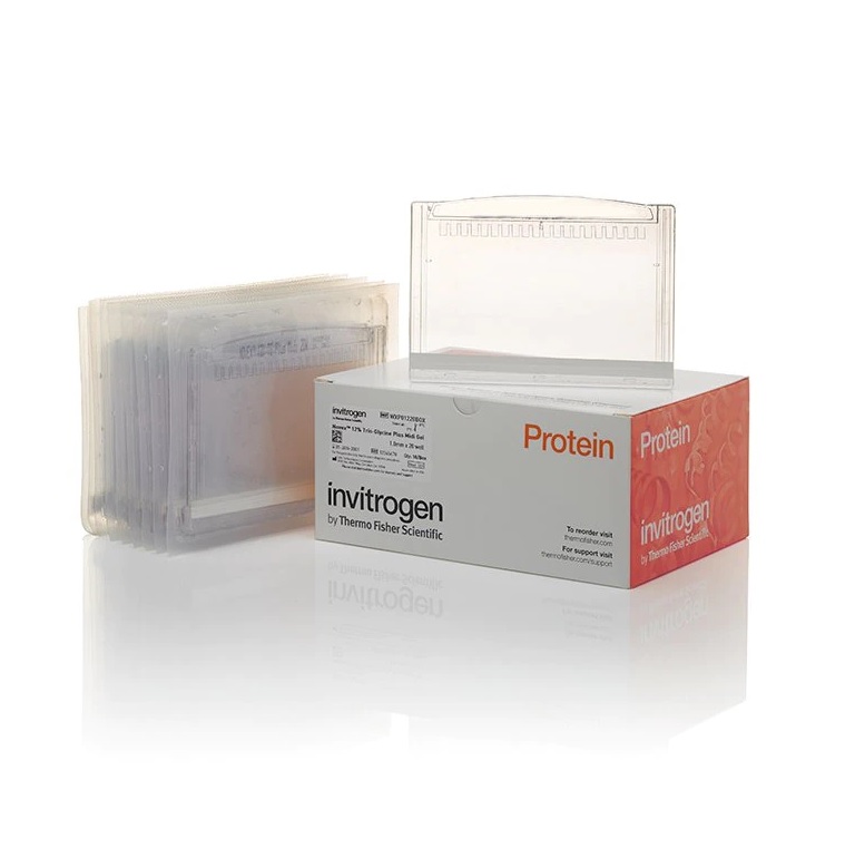 Invitrogen™ NuPAGE™ 3 to 8%, Tris-Acetate, 1.0 mm, Midi Protein Gel, 26-well, 10 Gels/Box
