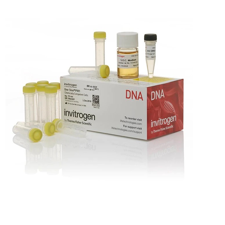 Invitrogen™ One Shot™ PIR2 Chemically Competent E. coli