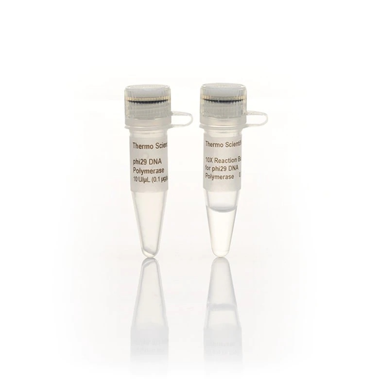 Thermo Scientific™ phi29 DNA Polymerase (10 U/µL), 250 Units
