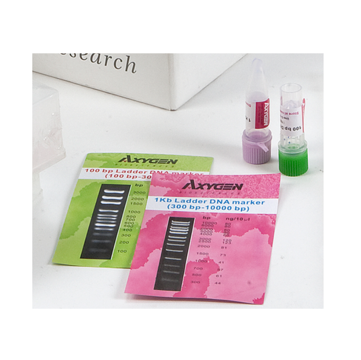 Axygen® DNA LADDER 100 BP 500 µL Per Kit