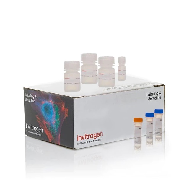Invitrogen™ Click-iT™ Plus EdU Cell Proliferation Kit for Imaging, Alexa Fluor™ 555 dye
