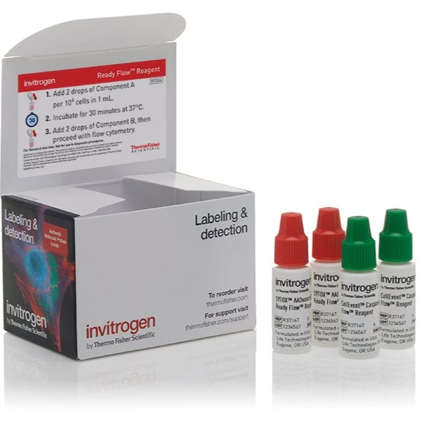 Invitrogen™ CellEvent™ Caspase 3/7 Green Ready Flow™ Reagent