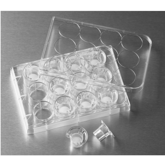 Corning® Transwell® with 0.4 µm Pore Polycarbonate Membrane Insert, Sterile, 12 mm