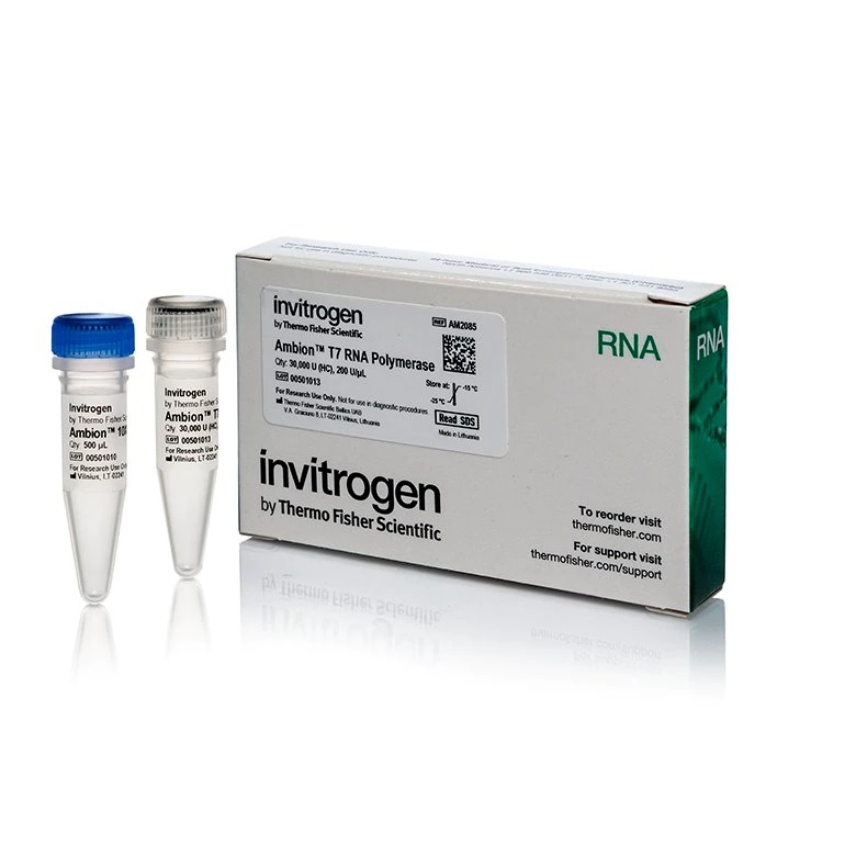 Invitrogen™ Ambion™ T7 RNA Polymerase, cloned, 200 U/µL