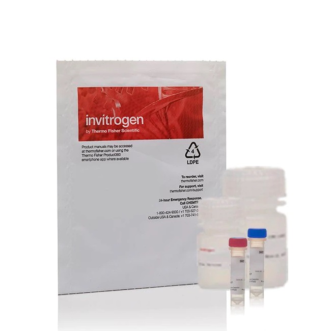 Invitrogen™ SelectFX™ Alexa Fluor™ 488 Endoplasmic Reticulum Labeling Kit, for fixed cells