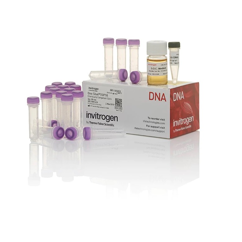 Invitrogen™ One Shot™ Mach1™ T1 Phage-Resistant Chemically Competent E. coli