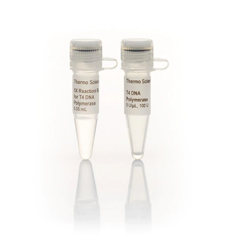 Thermo Scientific™ T4 DNA Polymerase (5 U/µL), 500 Units