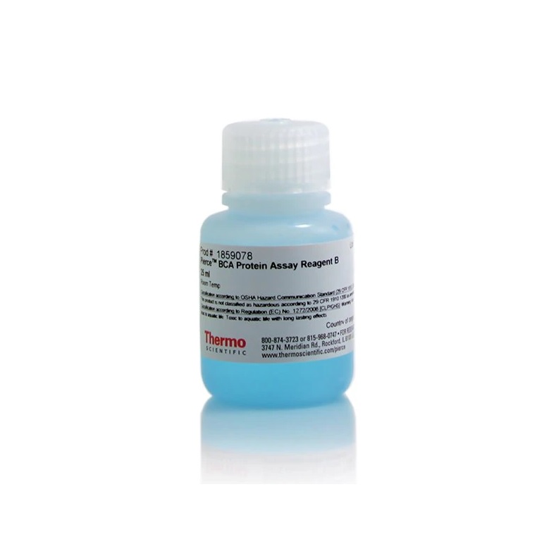 Thermo Scientific™ Pierce™ BCA Protein Assay Reagent B