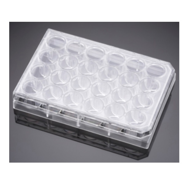 Falcon® 24-well Multiwell Flat Bottom TC-treated Cell Culture Plate, with Lid, Sterile