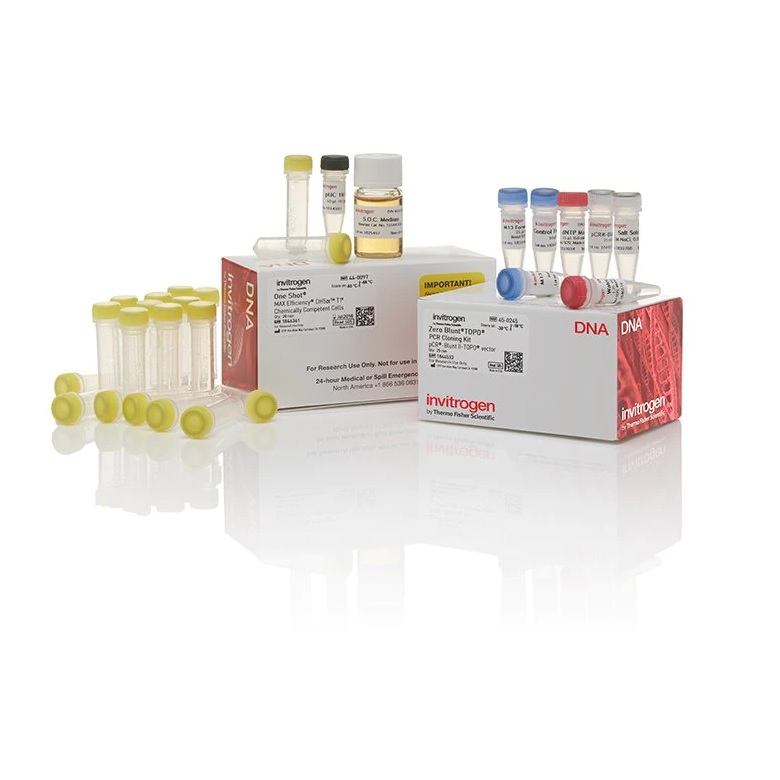 Invitrogen™ Zero Blunt™ TOPO™ PCR Cloning Kit, with One Shot™ MAX Efficiency DH5α-T1R E. coli, 25 Reactions