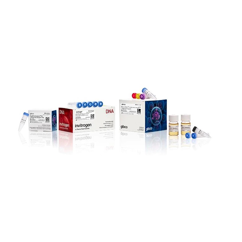 Gibco™ Bac-to-Bac™ HBM TOPO™ Secreted Expression System