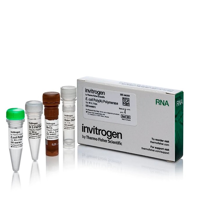 Invitrogen™ Poly(A) Polymerase (cloned) 2 U/μL