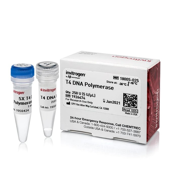 Invitrogen™ T4 DNA Polymerase, 250 Unites