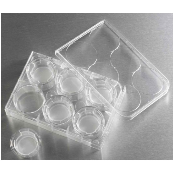 Corning® Transwell® with 0.4 µm Pore Polyester Membrane Insert, Sterile, 24 mm