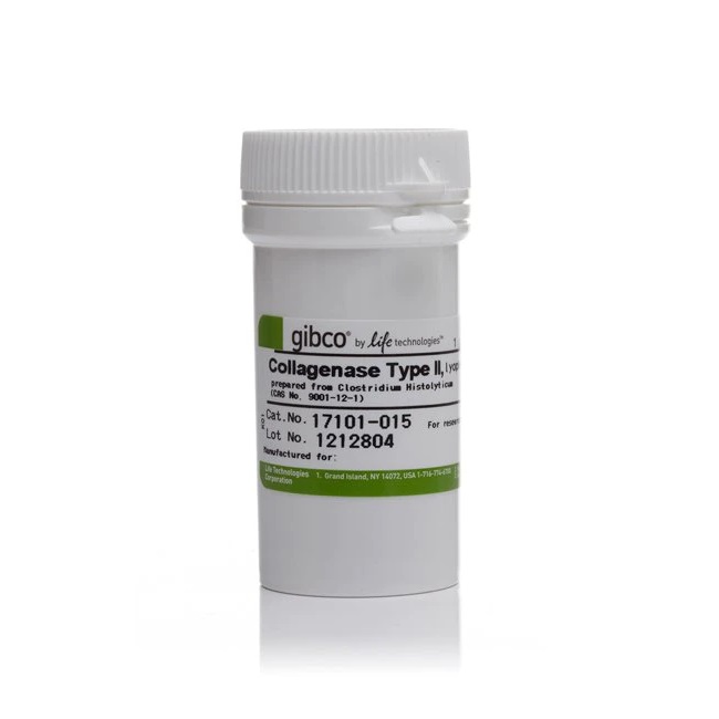 Gibco™ Collagenase, Type II, powder