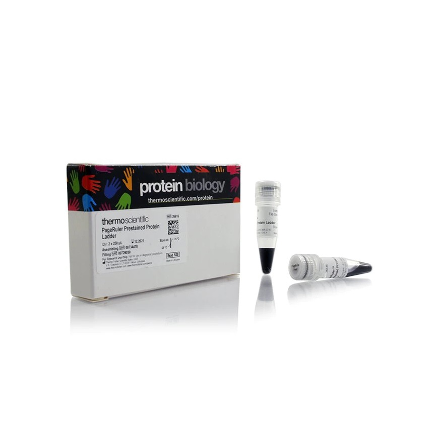 Thermo Scientific™ PageRuler™ Prestained Protein Ladder, 10 to 180 kDa, 10 x 250 µL