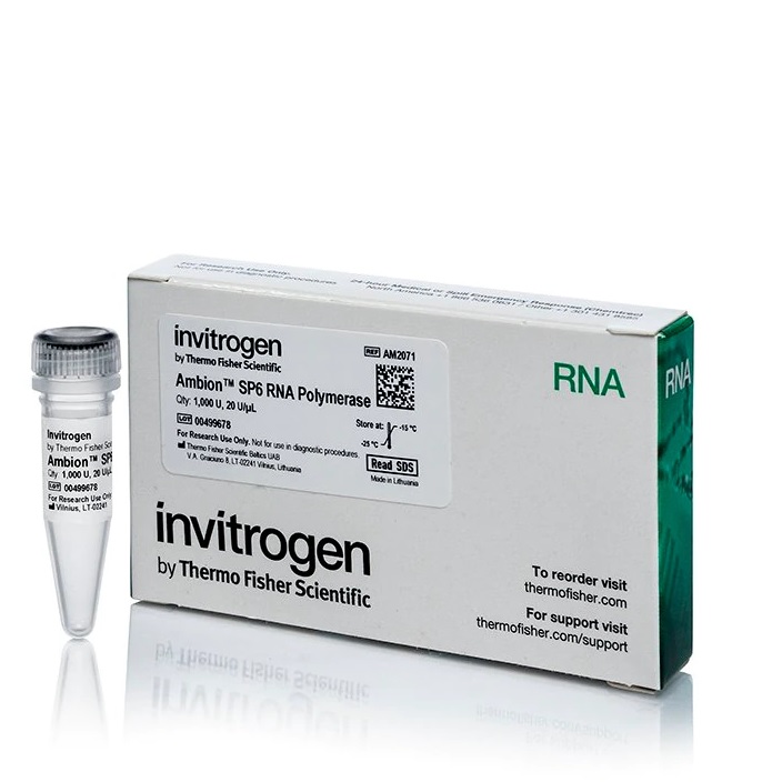 Invitrogen™ Ambion™ SP6 RNA Polymerase, cloned, 20 U/µL