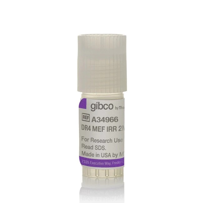 Gibco™ DR4 Mouse Embryonic Fibroblasts, irradiated
