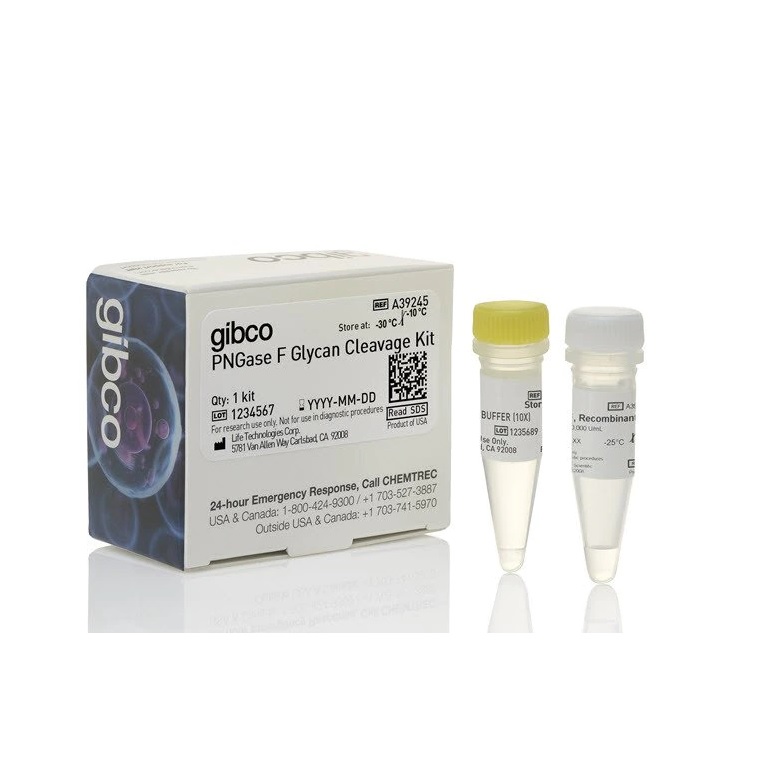 Gibco™ PNGase F Glycan Cleavage Kit