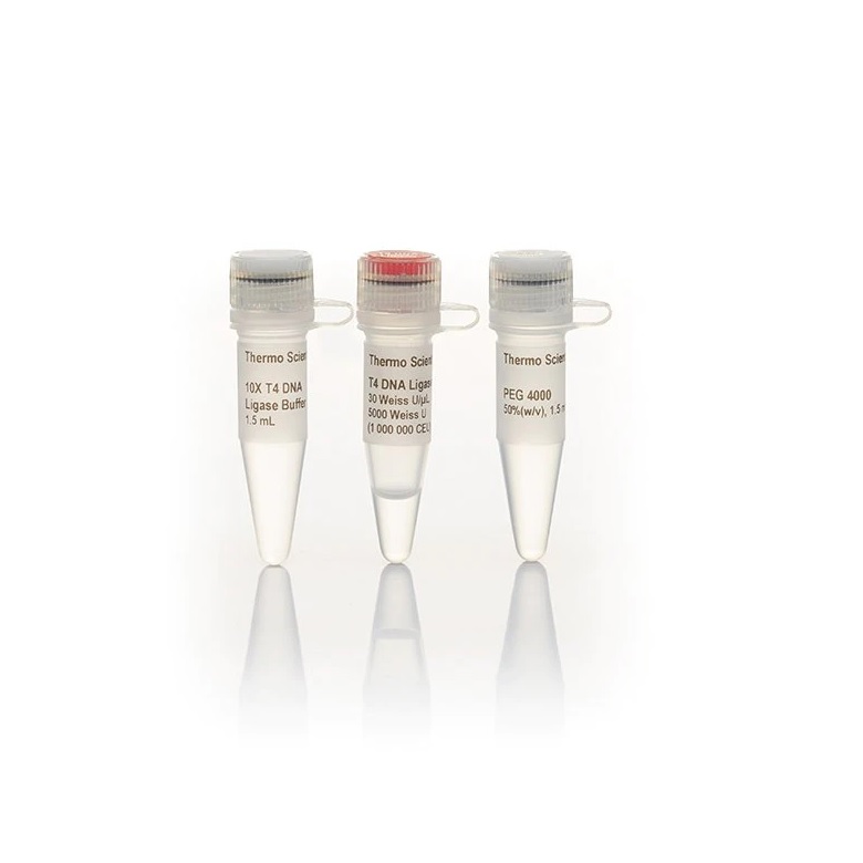 Thermo Scientific™ T4 DNA Ligase, HC (30 U/µL)