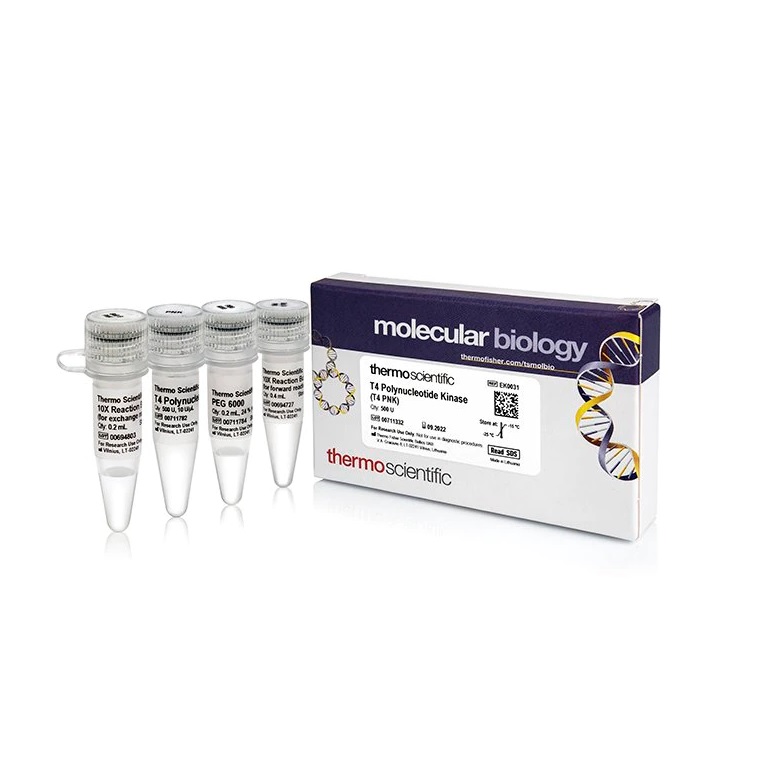 Thermo Scientific™ T4 Polynucleotide Kinase (10 U/µL), 500 Units