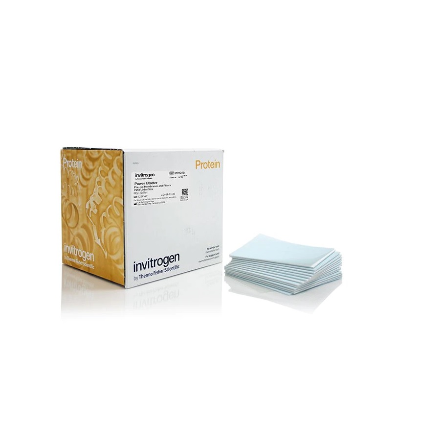 Invitrogen™ Power Blotter Pre-cut Membranes and Filters, PVDF, mini