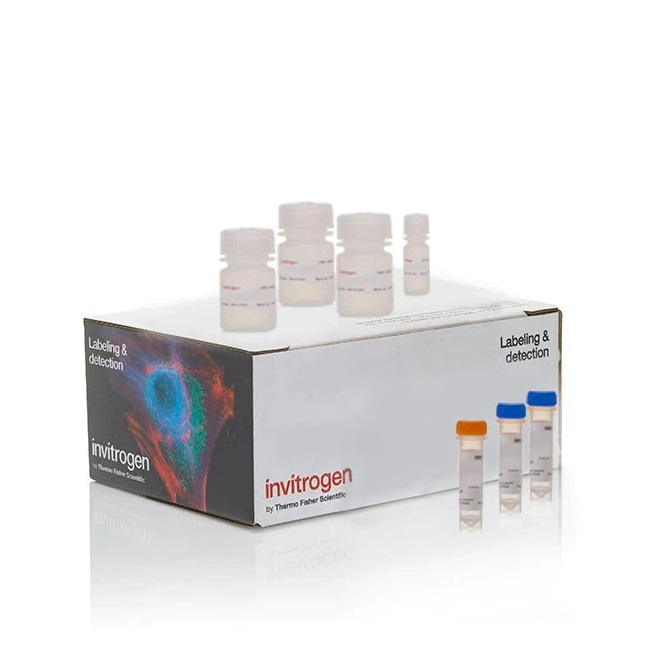 Invitrogen™ Click-iT™ Plus EdU Cell Proliferation Kit for Imaging, Alexa Fluor™ 594 dye