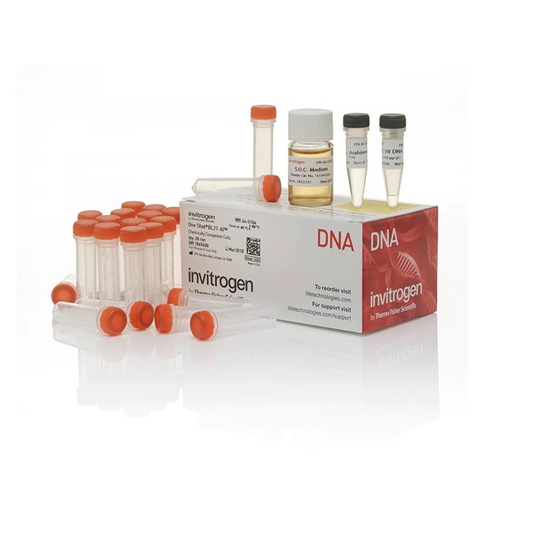 Invitrogen™ BL21-AI™ One Shot™ Chemically Competent E. coli