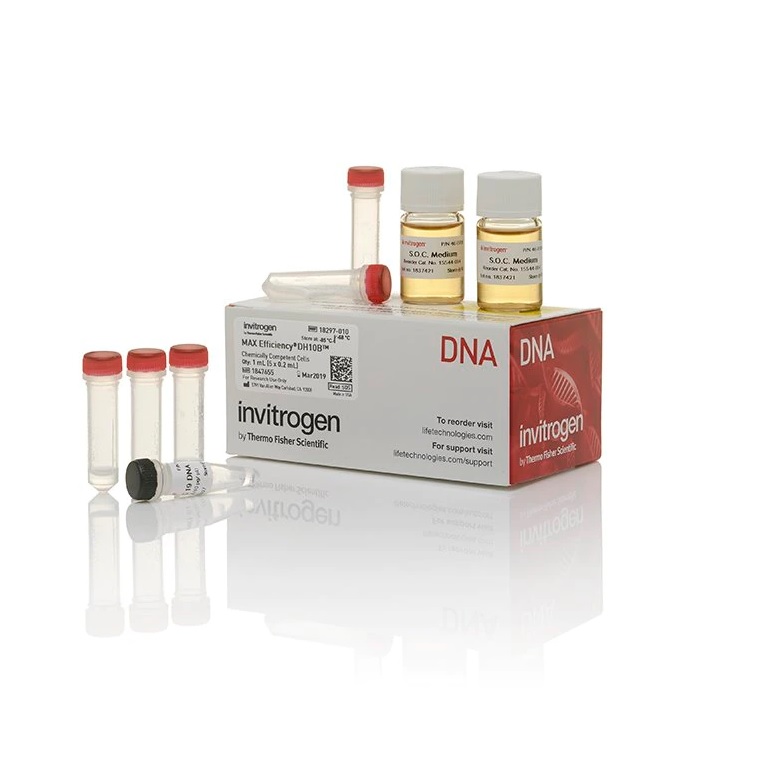 Invitrogen™ MAX Efficiency™ DH10B Competent Cells