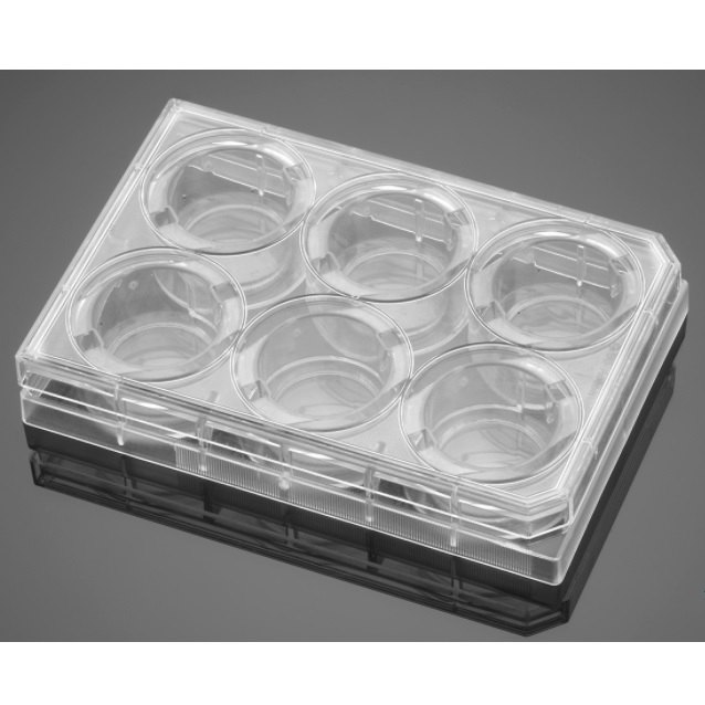 Corning® BioCoat® Poly-D-Lysine 6-well Clear Flat Bottom TC-treated Multiwell Plate, with Lid
