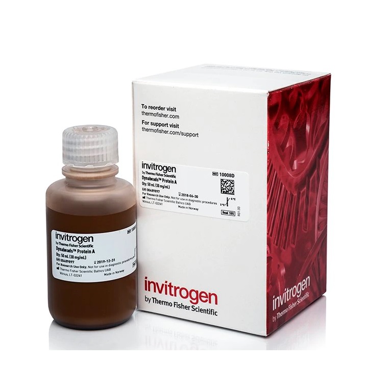 Invitrogen™ Dynabeads™ Protein A for Immunoprecipitation, 50 mL