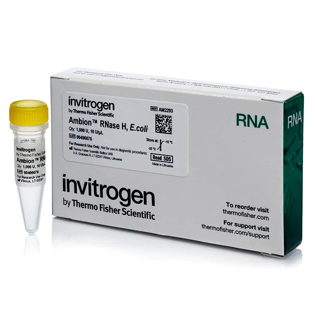 Invitrogen™ Ambion™ RNase H, from E. coli, 10 U/µL, 1,000 units
